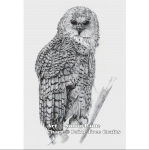 (image for) Barred Owl